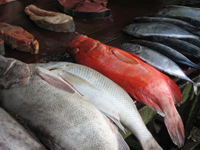 fischmarkt 1 200