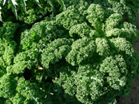 vsp gruenkohl1 200